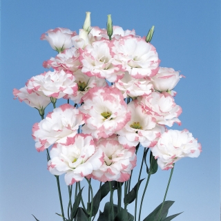 echo-pink-picotee
