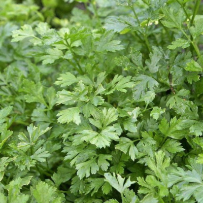 Semena-Petryshka-Obiknovennaya-listovaya-3g-0